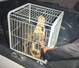 PM resgata dois cães vítimas de maus-tratos em residência abandonada em Maravilhas