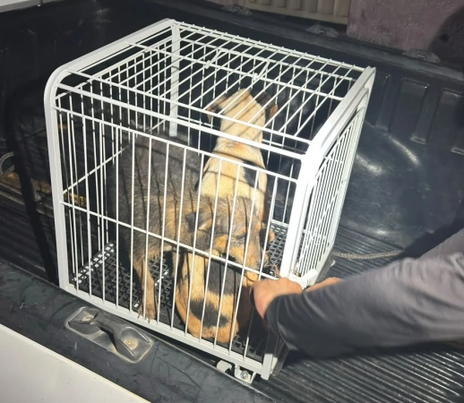 PM resgata dois cães vítimas de maus-tratos em residência abandonada em Maravilhas