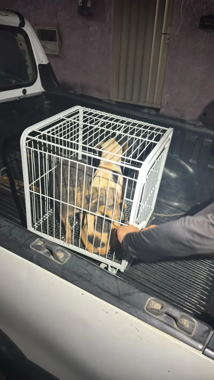 PM resgata dois cães vítimas de maus-tratos em residência abandonada em Maravilhas