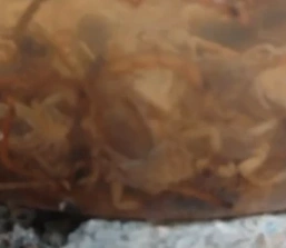 Moradores do bairro Sagrado Coração de Jesus denunciam infestação de escorpiões