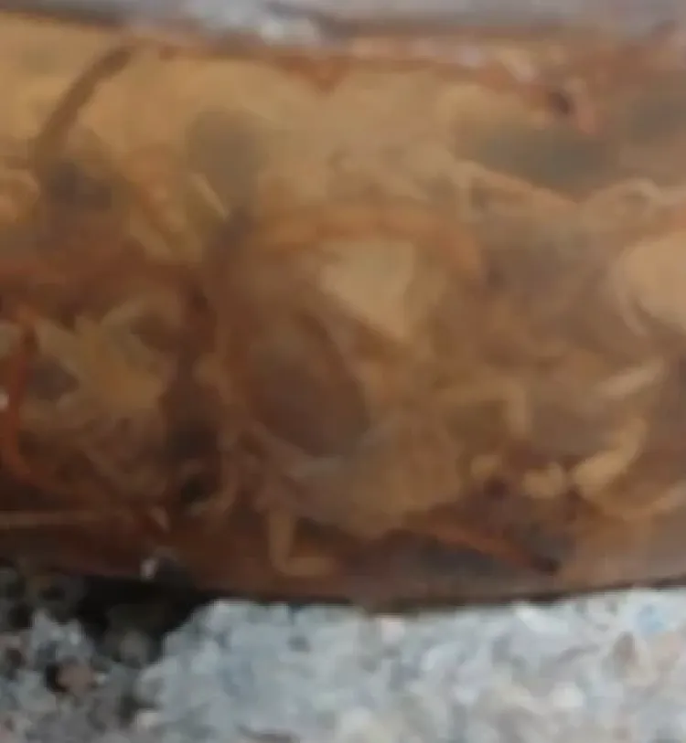 Moradores do bairro Sagrado Coração de Jesus denunciam infestação de escorpiões