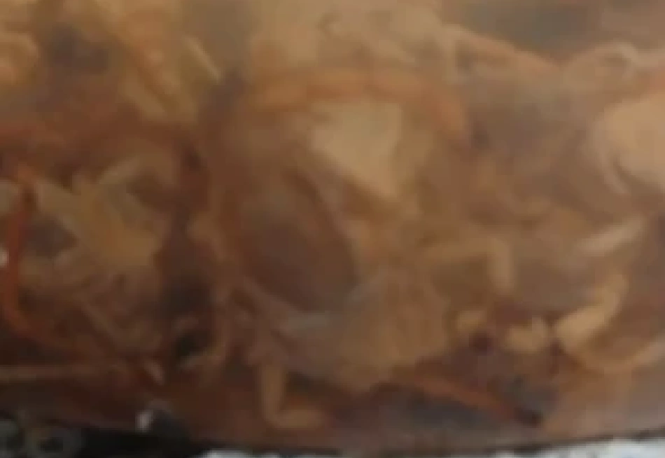 Moradores do bairro Sagrado Coração de Jesus denunciam infestação de escorpiões