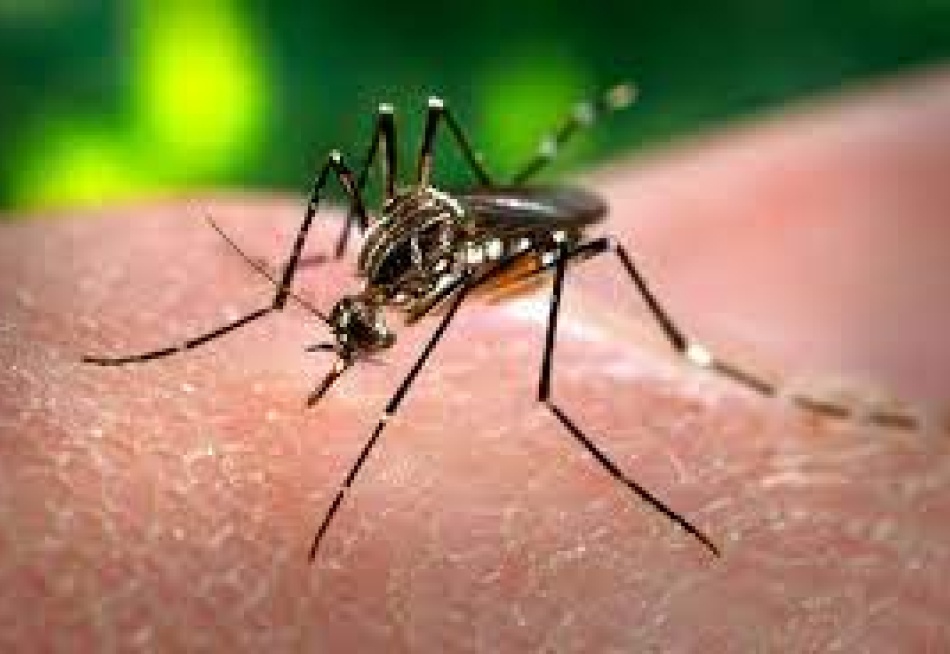 Último LIRAa demonstrou 3,3% de infecção em Pará de Minas do mosquito transmissor da Dengue
