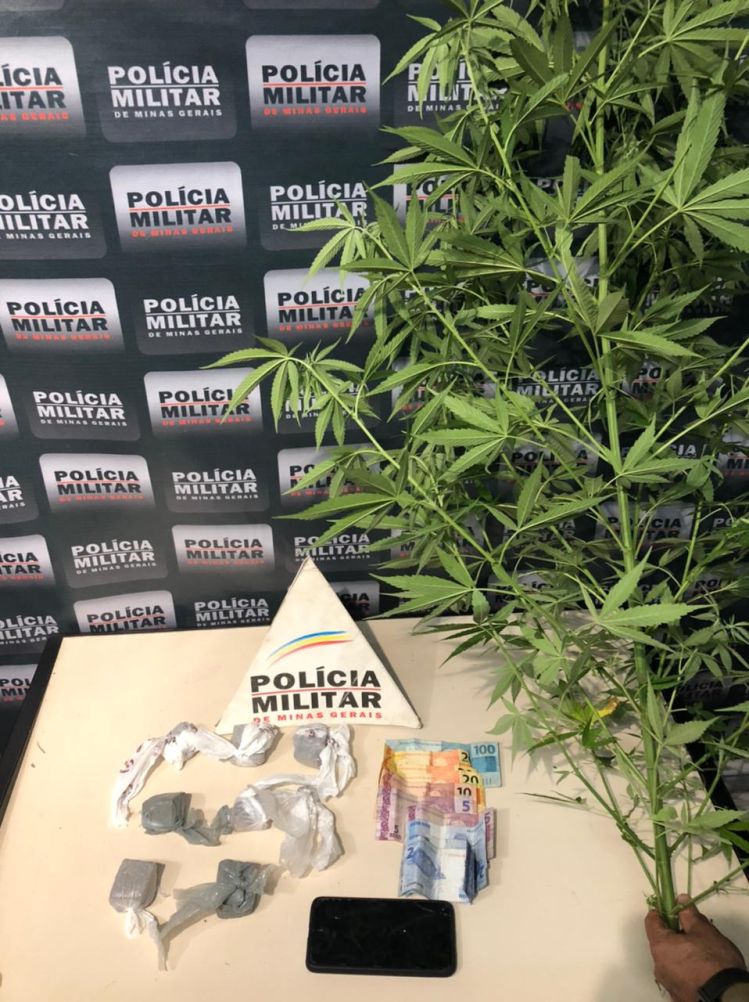 Polícia Militar apreendeu pé de maconha e oito tabletes da droga em Itaúna