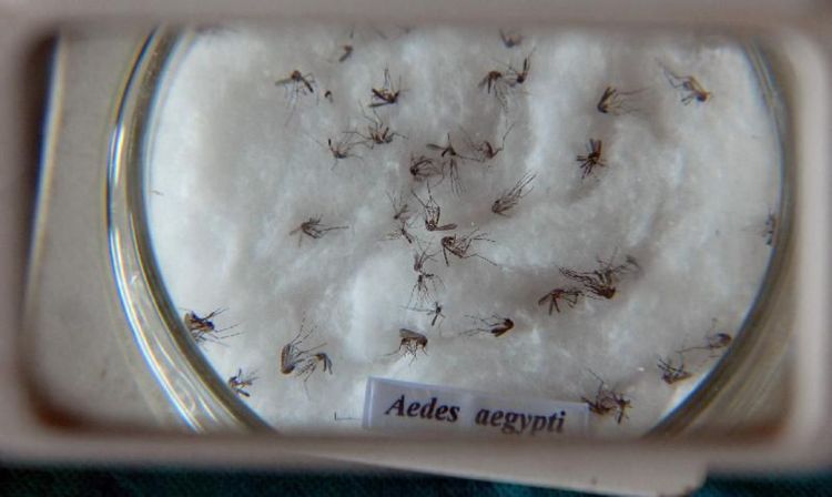 Ministério da Saúde lança campanha de combate ao Aedes aegypti, mosquito é transmissor da dengue, zika e chikungunya