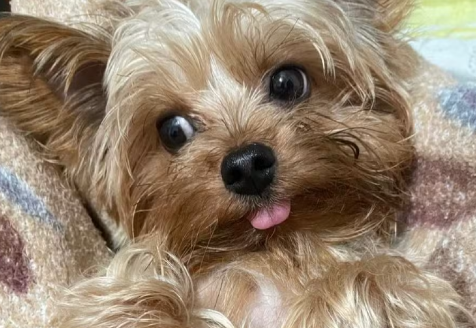 Crianças aprendem sobre cuidado animal em projeto educativo em Lagoa da Prata (MG)