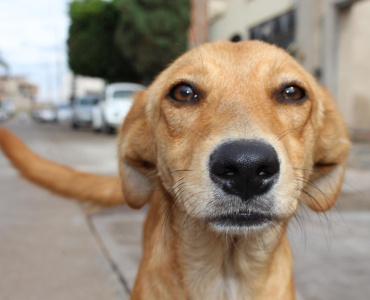 NOVA SERRANA/MG – POLÍCIA MILITAR REGISTRA CASO DE MAUS-TRATOS CONTRA ANIMAL