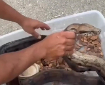 Belo Horizonte – Homem é preso por manter jacaré e jiboia em cativeiro irregular