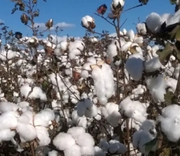 Programa Mineiro de Incentivo à Cultura do Algodão impulsiona produção e indústria têxtil no estado