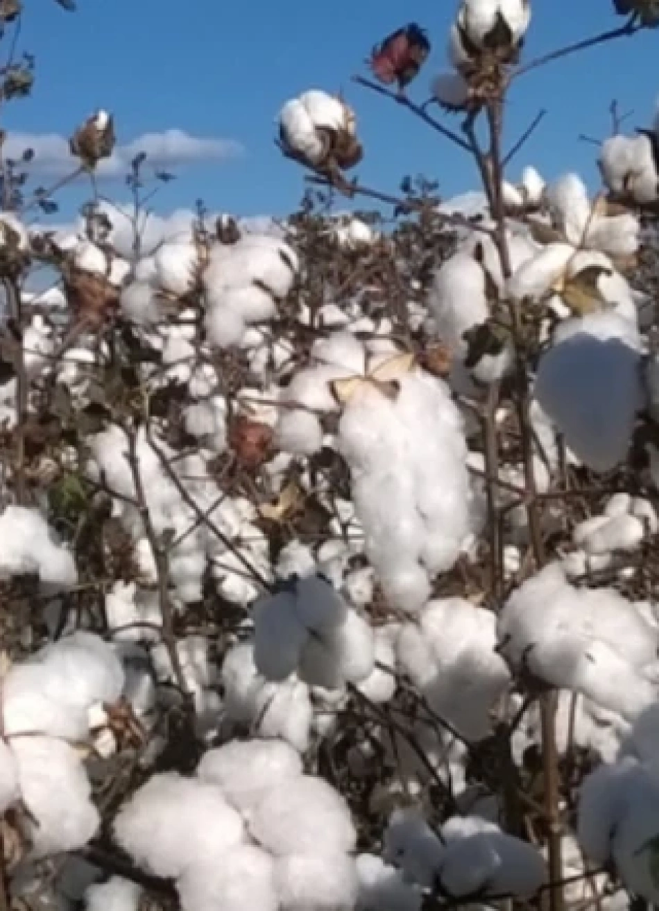 Programa Mineiro de Incentivo à Cultura do Algodão impulsiona produção e indústria têxtil no estado