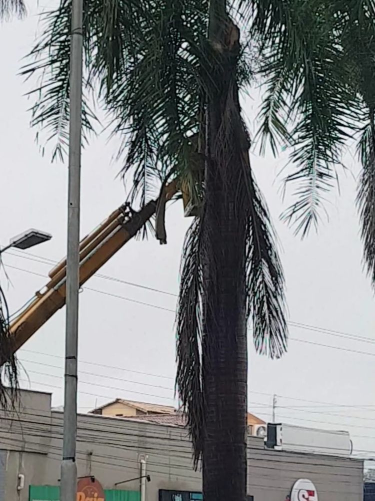 Com o objetivo de prevenir problemas causados pela chuva, prefeitura faz retirada de galhos de árvores na praça Melo Viana
