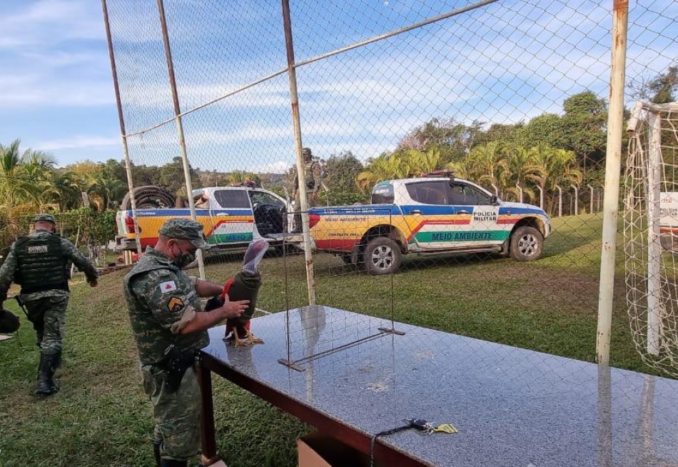 Polícia Militar de Meio Ambiente acaba com rinha de galos em sítio na zona rural de Pará de Minas