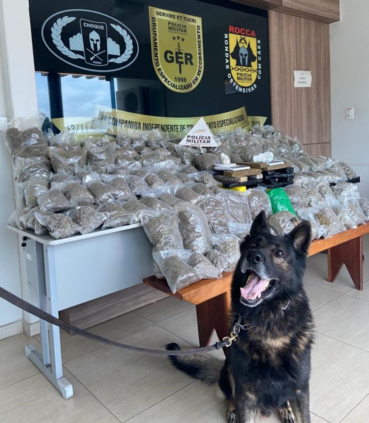 Polícia Militar apreende mais de 100 quilos de maconha orgânica em Divinópolis