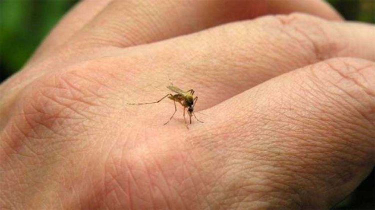 Pará de Minas e outras cinco cidades do Centro-Oeste registraram os primeiros casos prováveis de dengue em 2021