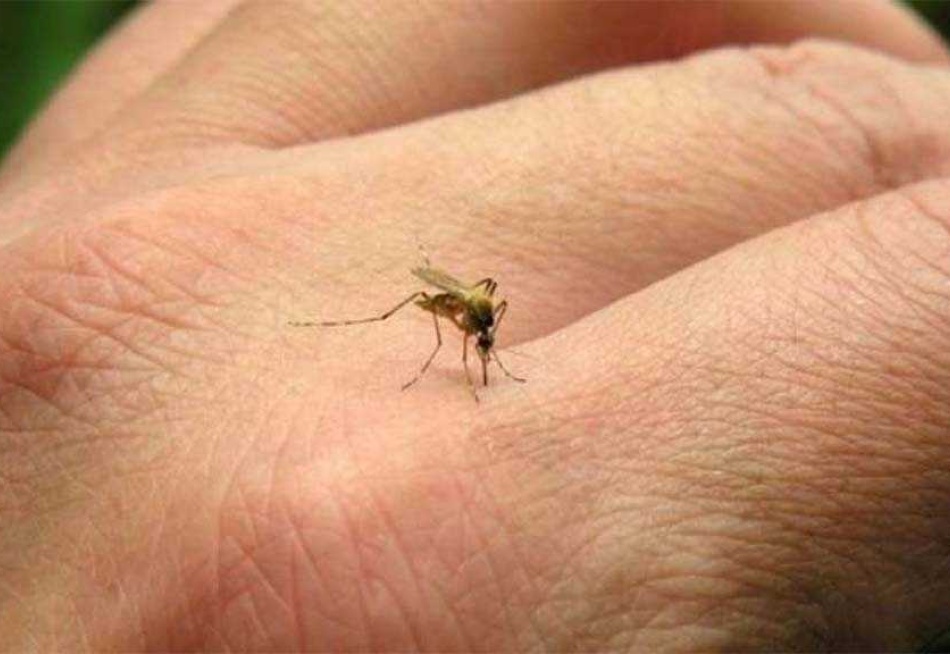 Pará de Minas e outras cinco cidades do Centro-Oeste registraram os primeiros casos prováveis de dengue em 2021