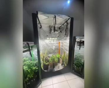 Homem é detido por manter laboratório de entorpecentes em Divinópolis; cogumelos alucinógenos e ayahuasca foram apreendidos