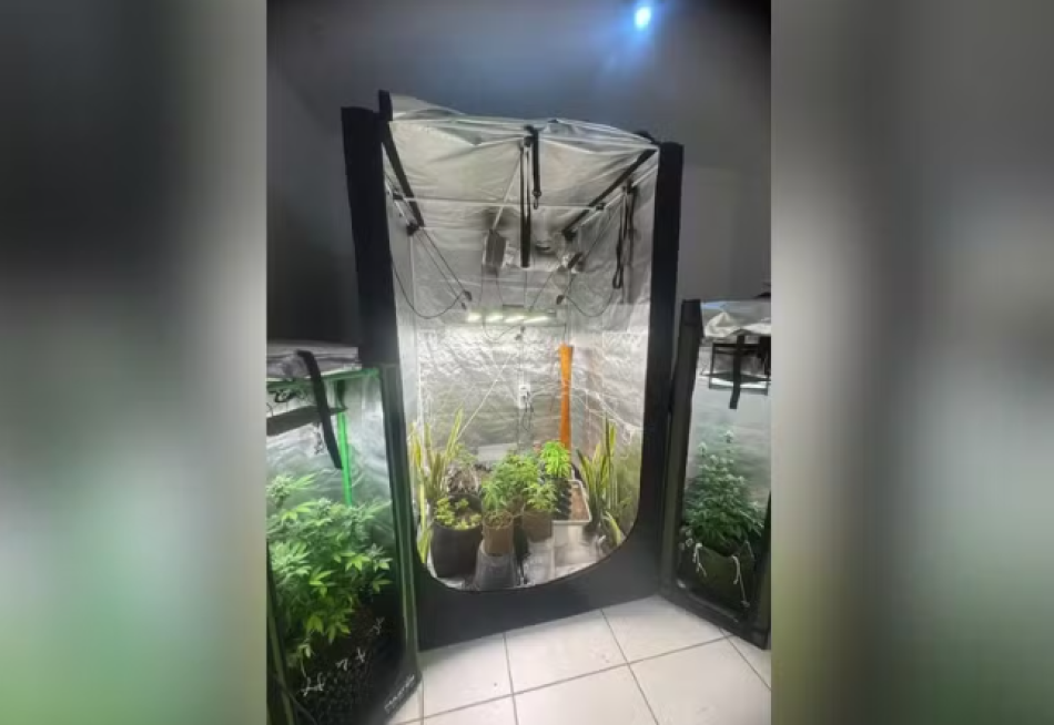 Homem é detido por manter laboratório de entorpecentes em Divinópolis; cogumelos alucinógenos e ayahuasca foram apreendidos