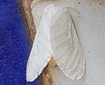 Mariposas brancas invadem Pará de Minas e moradores temem por riscos à saúde