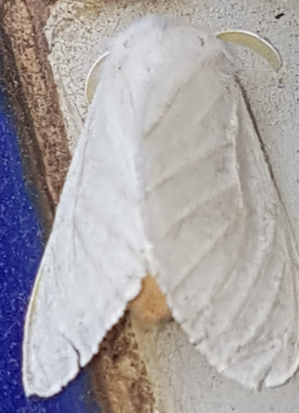 Mariposas brancas invadem Pará de Minas e moradores temem por riscos à saúde