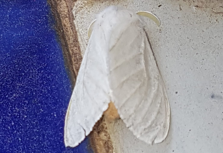 Mariposas brancas invadem Pará de Minas e moradores temem por riscos à saúde