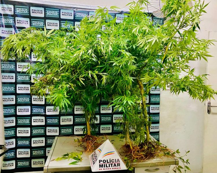 Mulher é presa no bairro Senador Valadares por cultivar pés de maconha em casa