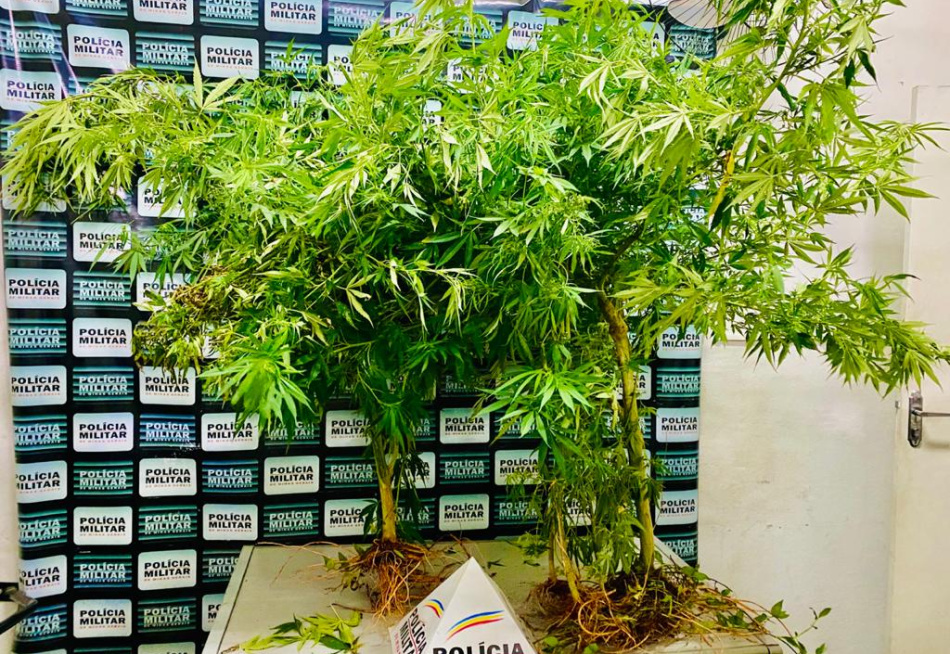 Mulher é presa no bairro Senador Valadares por cultivar pés de maconha em casa