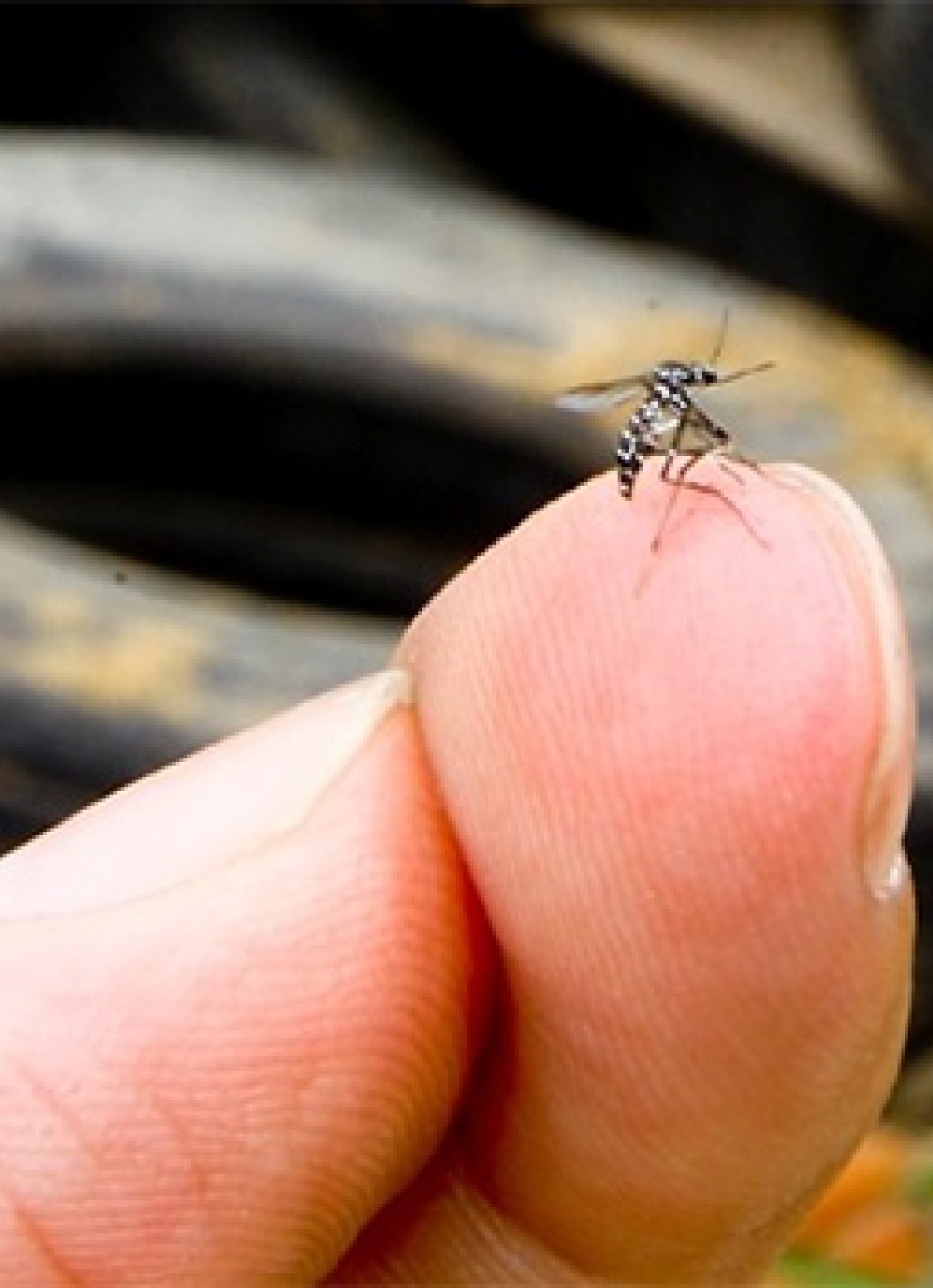 Prefeitura vai realizar entre os dias 18 e 22 o Levantamento Rápido do Índice de Infecção do Aedes aegypti (LIRAa)