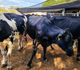 Emater-MG reforça importância da vacinação e do controle de parasitas no rebanho bovino