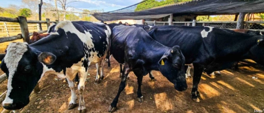 Emater-MG reforça importância da vacinação e do controle de parasitas no rebanho bovino
