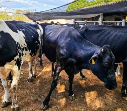 Emater-MG reforça importância da vacinação e do controle de parasitas no rebanho bovino