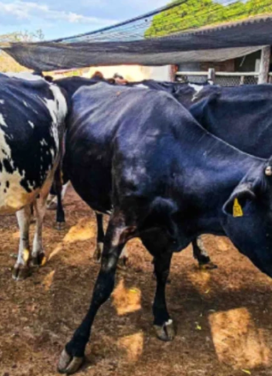 Emater-MG reforça importância da vacinação e do controle de parasitas no rebanho bovino