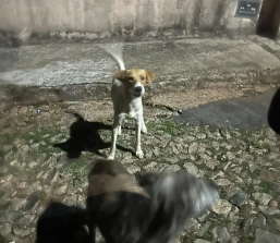 Moradores relatam ataques de cães de rua no bairro Califórnia