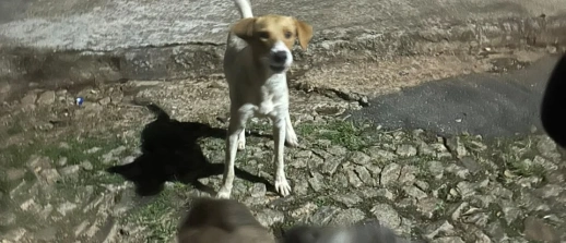 Moradores relatam ataques de cães de rua no bairro Califórnia