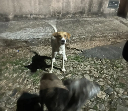 Moradores relatam ataques de cães de rua no bairro Califórnia