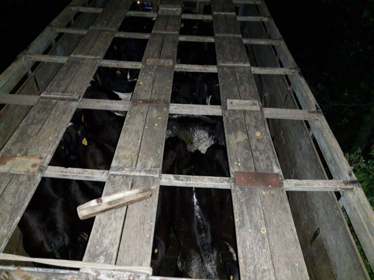 Polícia recupera mais de 80 cabeças de gado roubadas em Moema