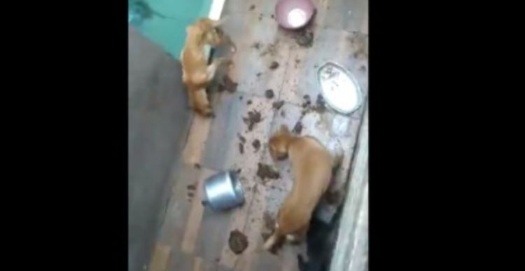 Cães e gatos foram encontrados em situação de maus-tratos em Divinópolis