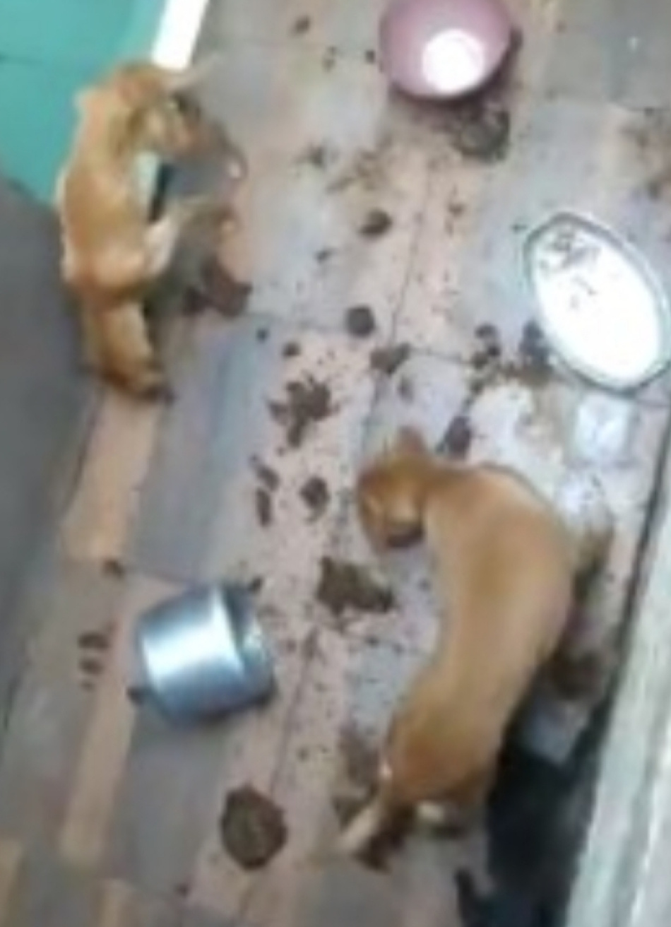 Cães e gatos foram encontrados em situação de maus-tratos em Divinópolis