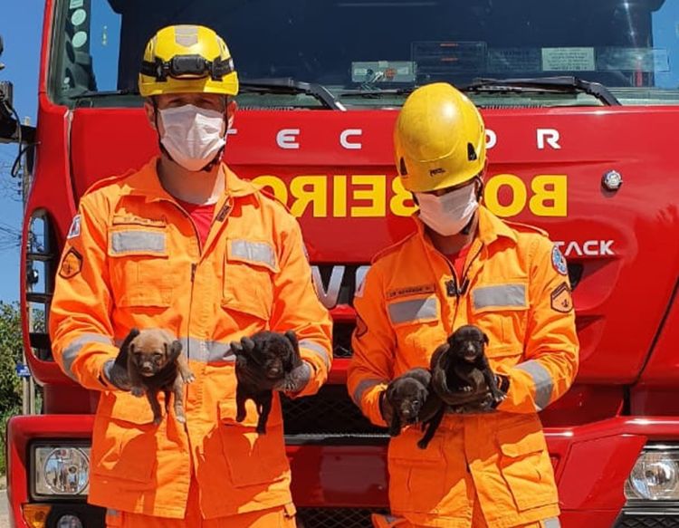 Corpo de Bombeiros salvou quatro filhotes de cães que ficaram soterrados durante a limpeza de um terreno em Divinópolis