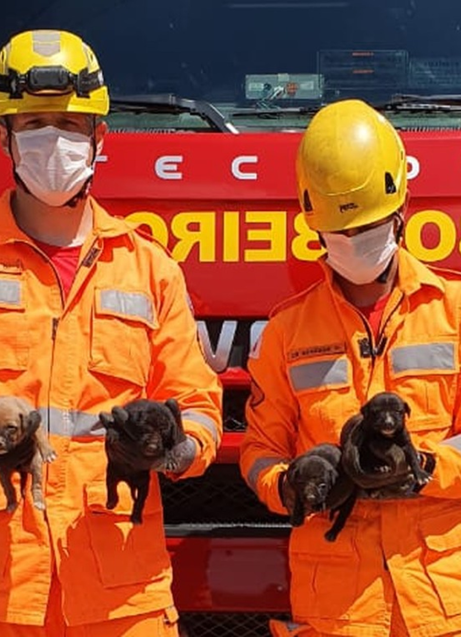Corpo de Bombeiros salvou quatro filhotes de cães que ficaram soterrados durante a limpeza de um terreno em Divinópolis