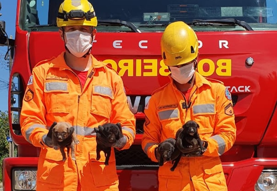 Corpo de Bombeiros salvou quatro filhotes de cães que ficaram soterrados durante a limpeza de um terreno em Divinópolis